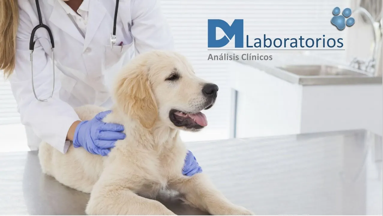 Cachorro durante una revisión veterinaria